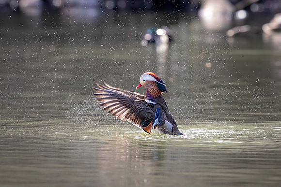 44 mandarin duck (AF3A7868) March 27, 2019