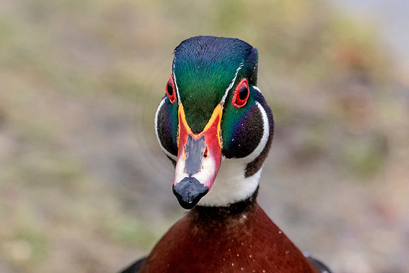 45 slightly cropped wood duck (624A0305) March 26, 2016