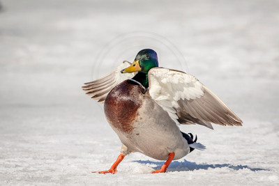 45 male mallard (624A0690) March 19, 2017