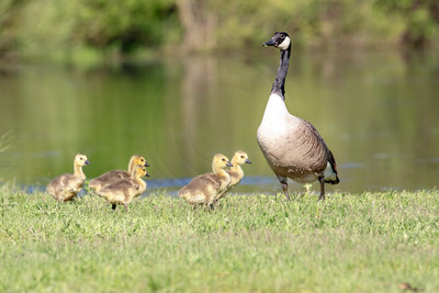 39 geese and goslings (AF3A1588) May 11, 2019