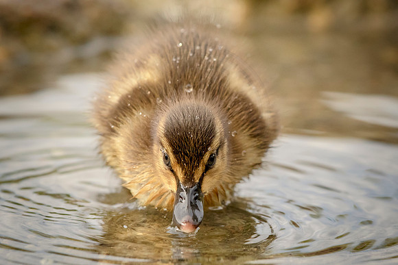 62 mallard duckling (624A8826) May 9, 2017