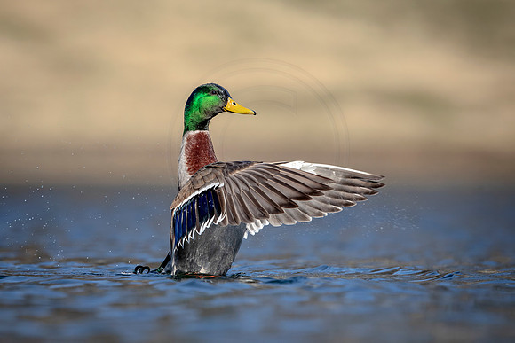 65 mallard (AF3A6239) March 24, 2019