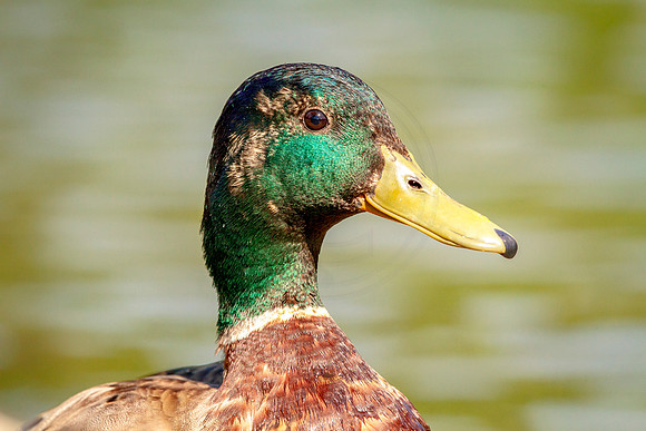 51 male mallard (IMG_1126) June 11, 2017