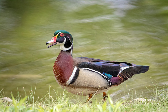 57 male wood duck (624A8443) May 9, 2017