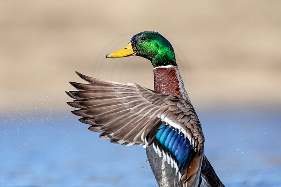 75 mallard (AF3A6808) March 24, 2019