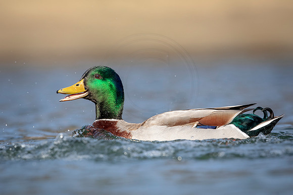 73 mallard (AF3A6556) March 24, 2019