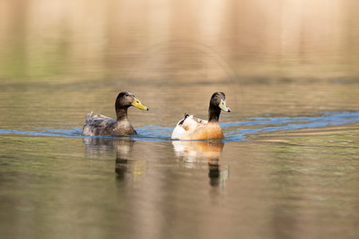 79 ducks (AF3A3948) April 25 2020