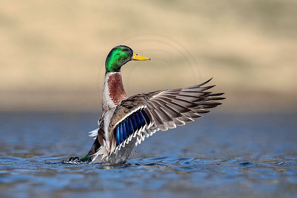 76 mallard (AF3A6240) March 24, 2019