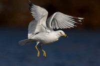 4 gull (IMG_3883) March 14, 2022