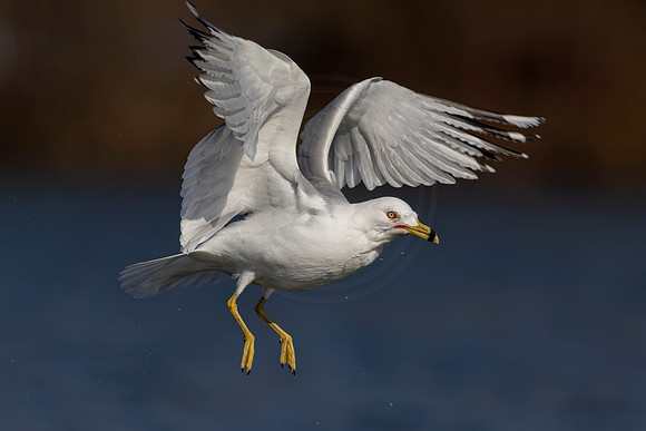 4 gull (IMG_3883) March 14, 2022
