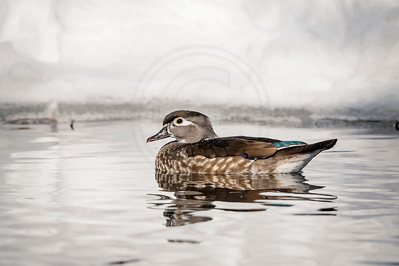 87 female wood duck (624A0399) March 19, 2017