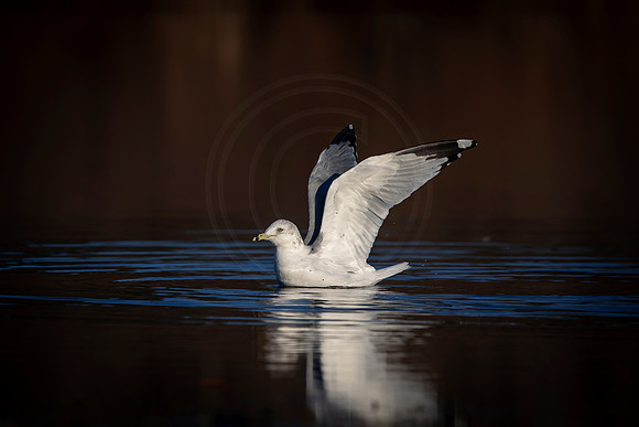 29 gull (AF3A0865) December 23, 2018