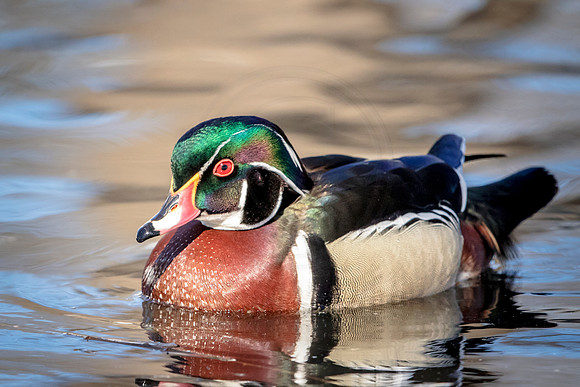 88 male wood duck (624A0455) March 19, 2017