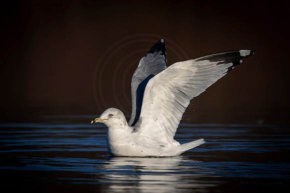 30 gull (AF3A0865) December 23 2018