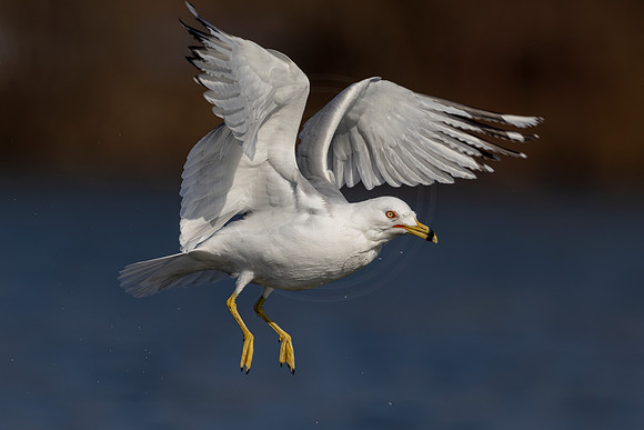 37 gull (IMG_3883) March 14, 2022