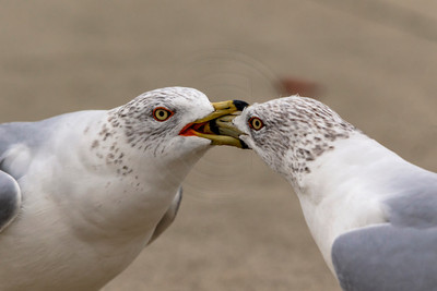 33 gulls (624A1263) January 28, 2017