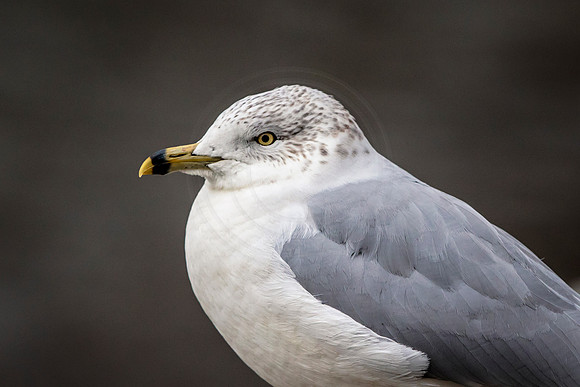 39 gull (624A1164) January 28, 2017