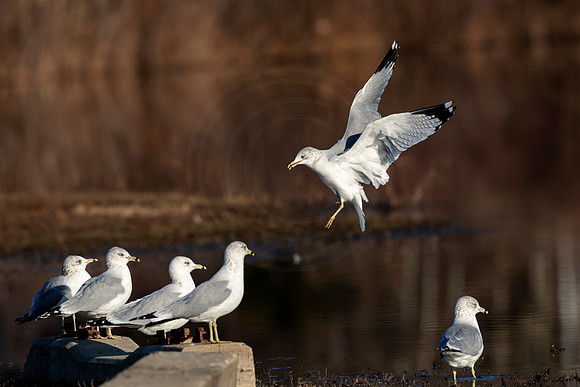 40 gull (AF3A0644) December 23, 2018