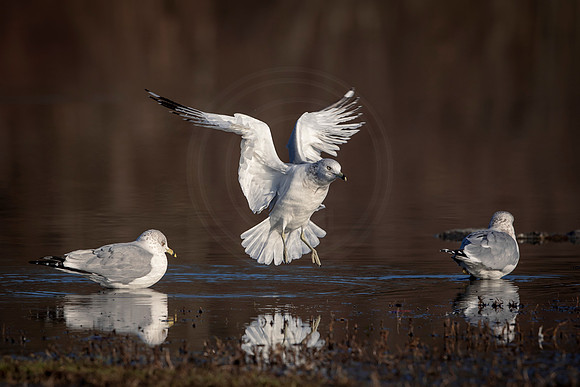 42 gull (AF3A0651) December 23, 2018