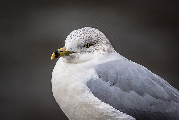 61 gull (624A1161) January 28, 2017