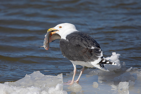 47 gull with a fish (AF3A9686) February 21, 2021