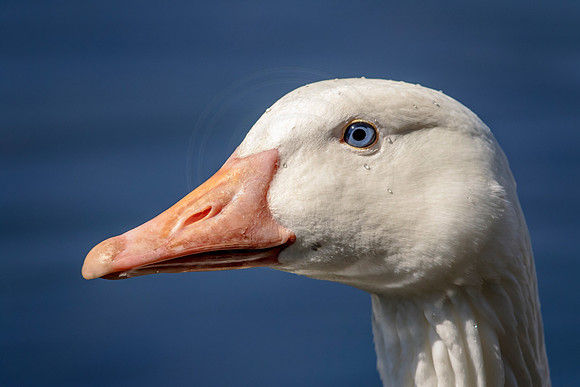 63 goose (624A3886) April 14, 2017