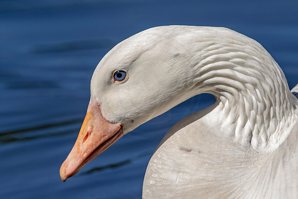 64 goose (624A3900) April 14, 2017