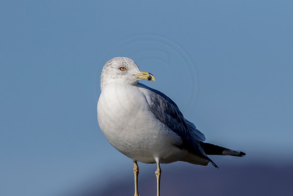 94 gull (624A7874) Jan 21, 2018