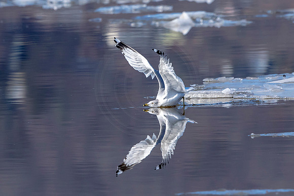 97 gull (624A7898) Jan 21, 2018