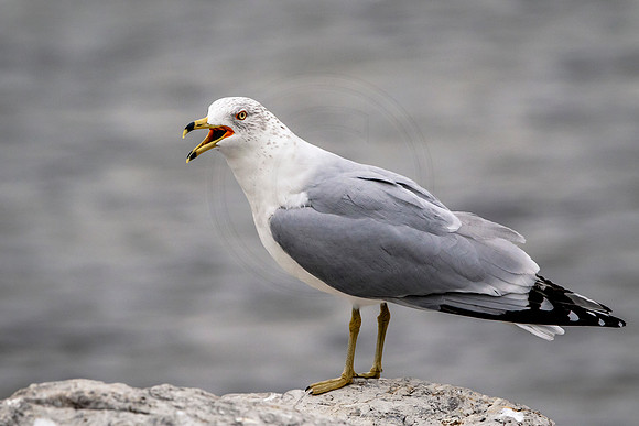 76 gull (624A1301) January 28, 2017