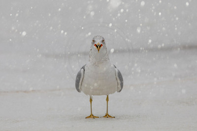 72 gull with snow (AF3A1136) February 28, 2021
