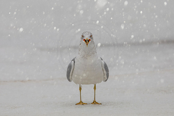 72 gull with snow (AF3A1136) February 28, 2021