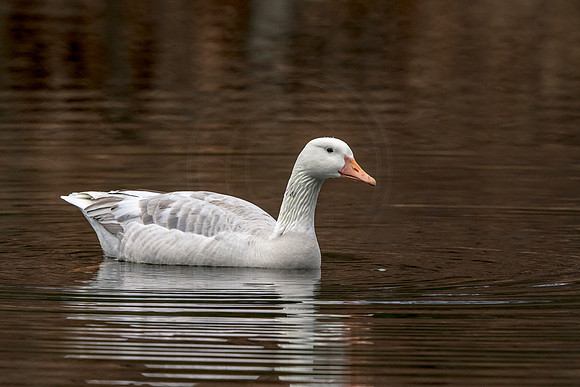95 goose (624A5058) March 1, 2018