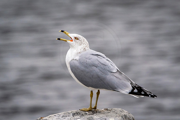 98 gull (624A1451) January 28, 2017