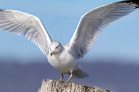 99 gull (624A7928) Jan 21, 2018