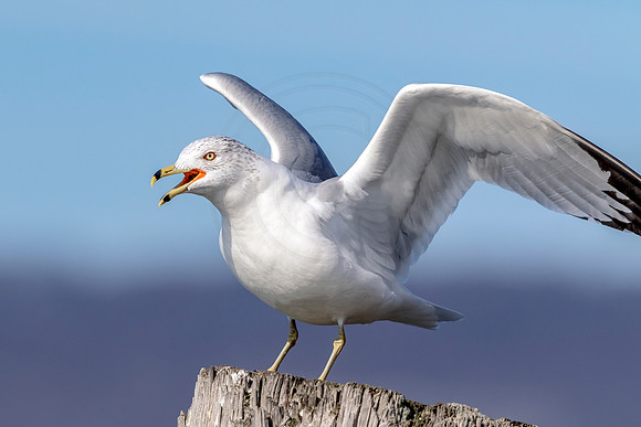 100 gull (624A7929) Jan 21, 2018