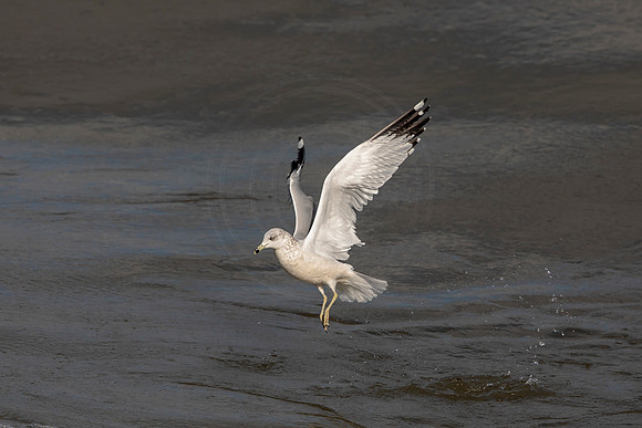 120 conowingo (AF3A5566) November 16, 2018