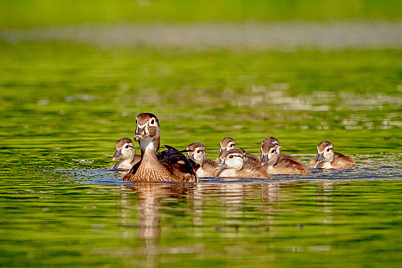 36 mama woody and her ducklings (IMG_1043) June 11, 2017 copy