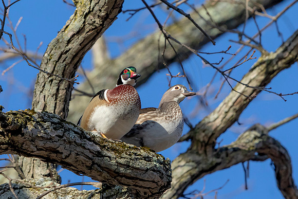 34 wood ducks (AF3A4363) March 20, 2021 copy