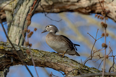 37 female wood duck (AF3A4367) March 20, 2021 copy