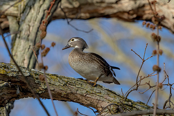 37 female wood duck (AF3A4367) March 20, 2021 copy