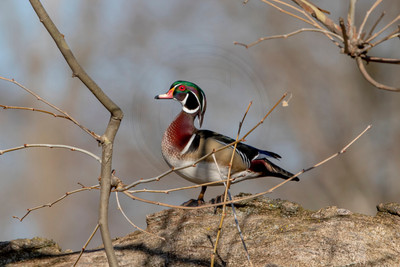 38 male wood duck (AF3A4687) March 20, 2021 copy