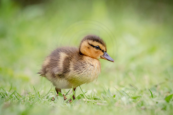 58 mallard duckling (624A8682) May 9, 2017 copy