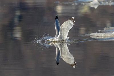 91 gull (624A7899) Jan 21, 2018 copy