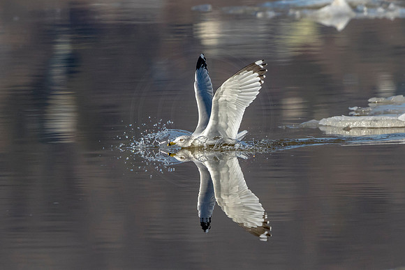 91 gull (624A7899) Jan 21, 2018 copy