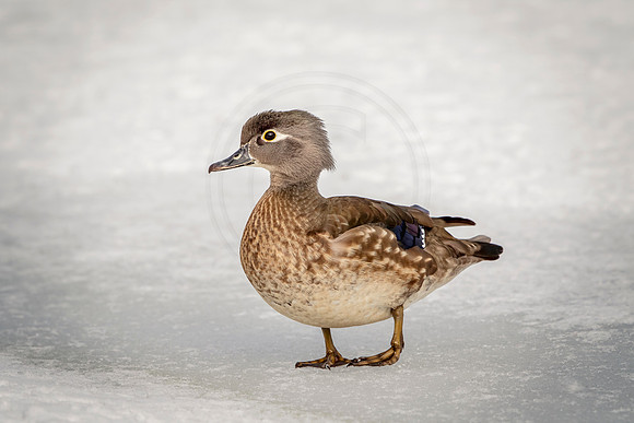 101 female wood duck (624A9660) March 19, 2017