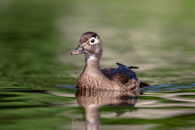 26 wood duck (AF3A4045) May 27, 2019 copy