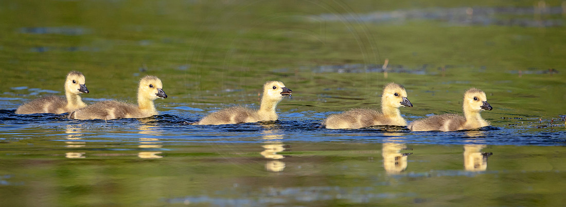 6a goslings (AF3A1847) May 11, 2019 copy