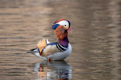 42 mandarin duck (AF3A8178) March 27, 2019 copy