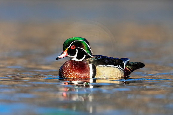 130 male wood duck (AF3A6001) March 24, 2019